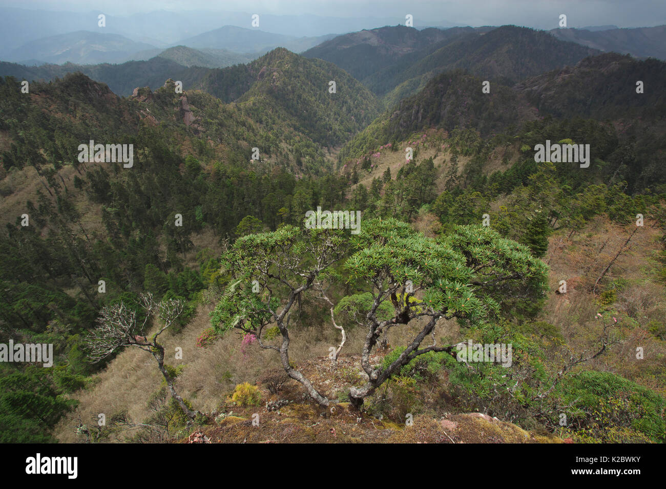 Paesaggio di montagna con la foresta di conifere, Lijiang Laojunshan National Park, nella provincia dello Yunnan in Cina. Aprile 2010. Foto Stock