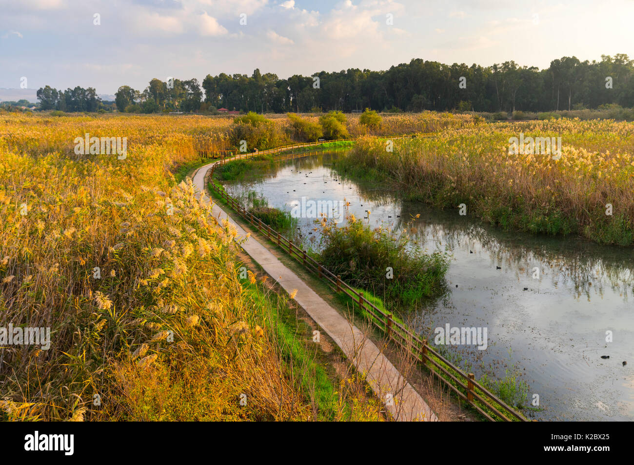 Paesaggio palustre, Valle di Hula, Israele, Novembre. Foto Stock