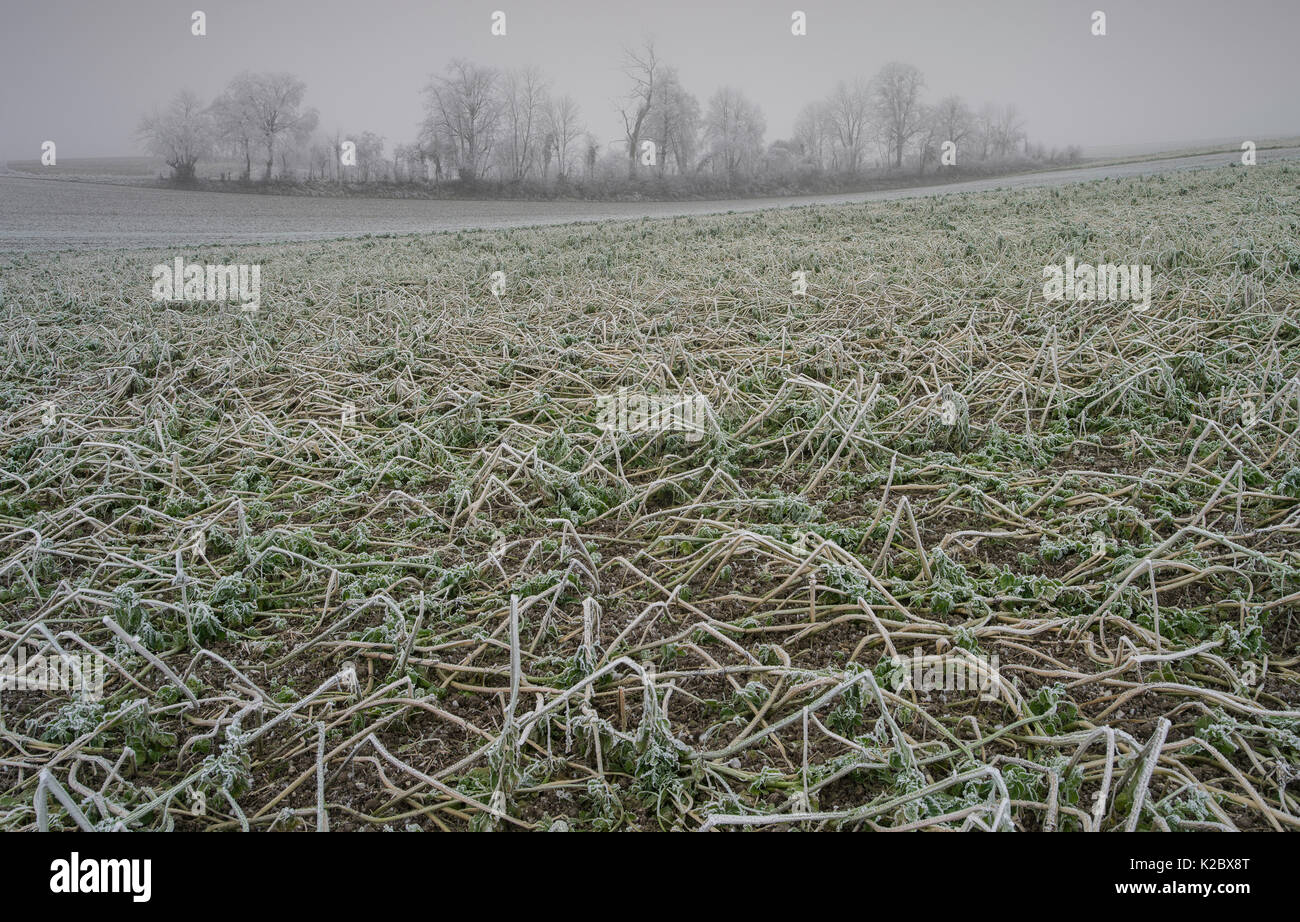 La mostarda (Brassica sp) danneggiata da gelate invernali, Piccardia, Francia, gennaio. Foto Stock
