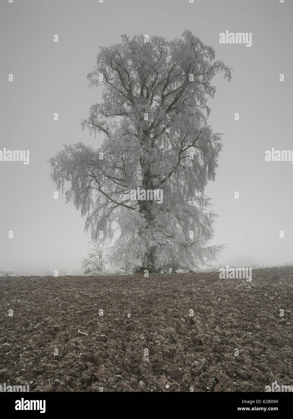 Bianco europeo olmo (Ulmus laevis) tree RICOPERTA DA BRINA, Piccardia, Francia, gennaio. Foto Stock