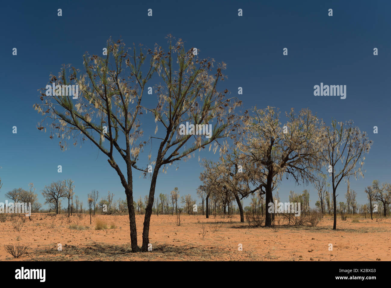 Desert Oak (Allocasuarina decaisneana) alberi di Territorio del Nord, l'Australia. Foto Stock