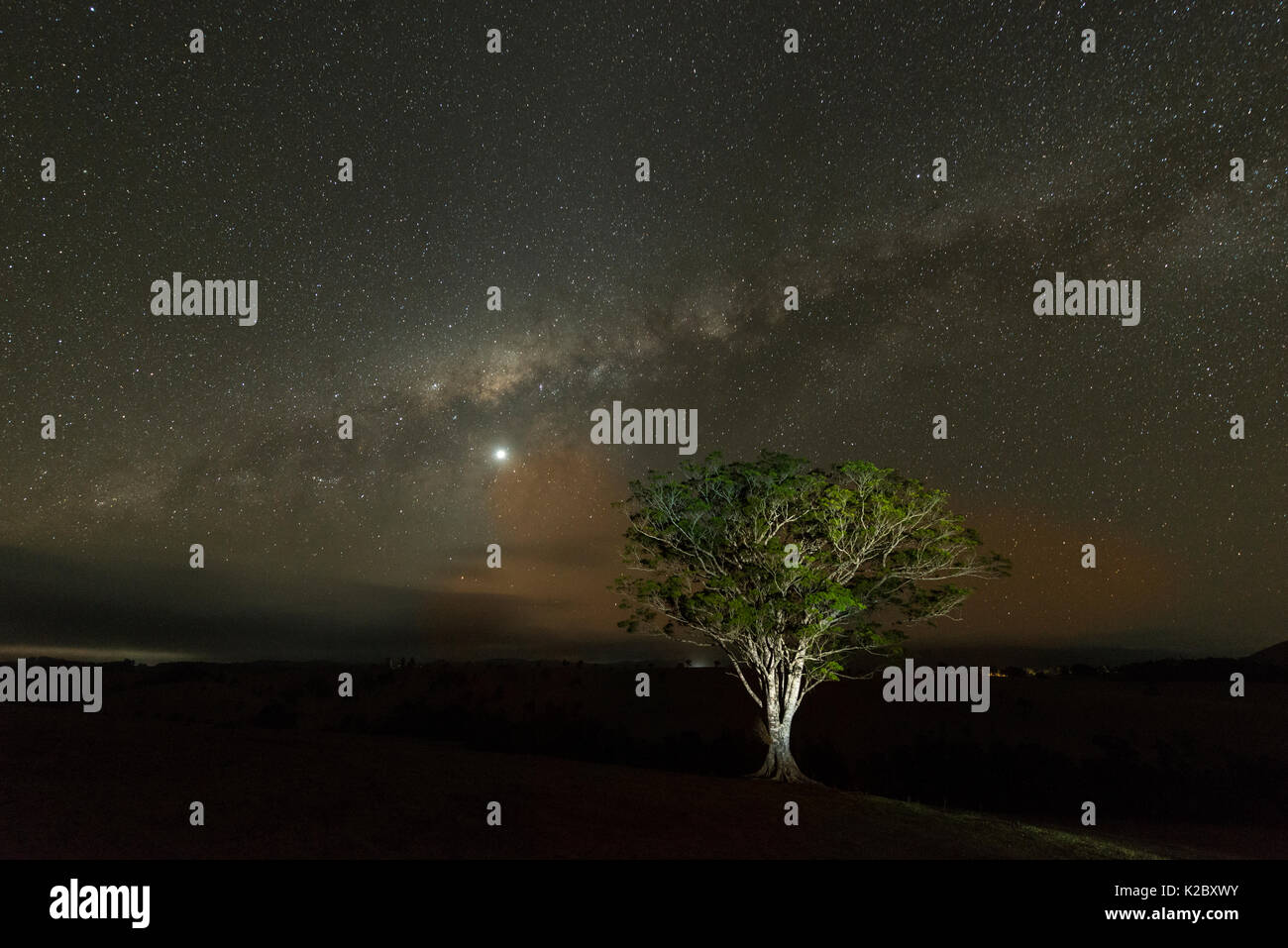 Via lattea di notte con albero a notte, altopiano di Atherton, Queensland, Australia. Foto Stock