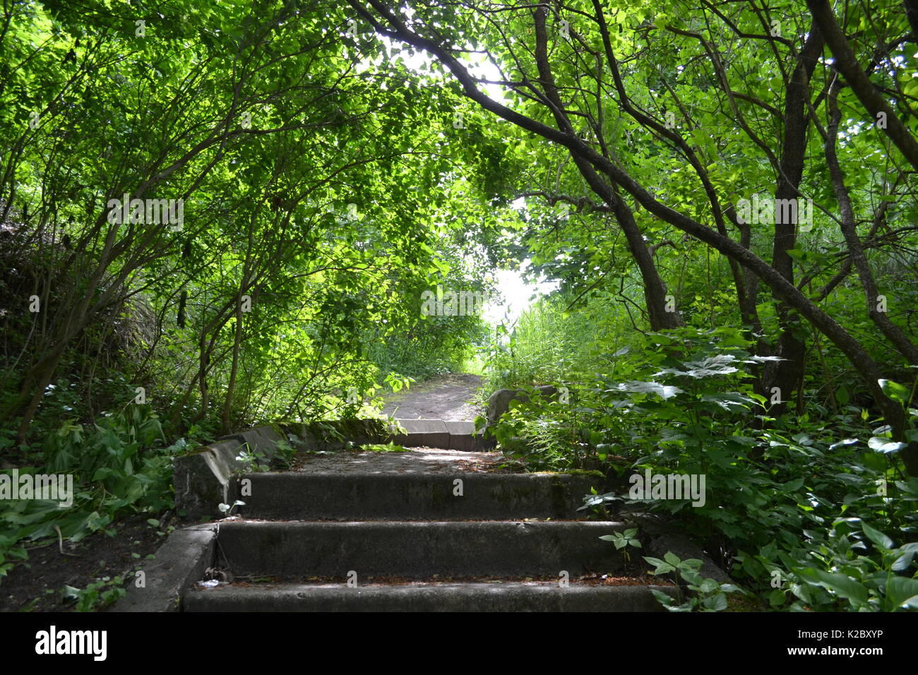 Strada attraverso la foresta Foto Stock