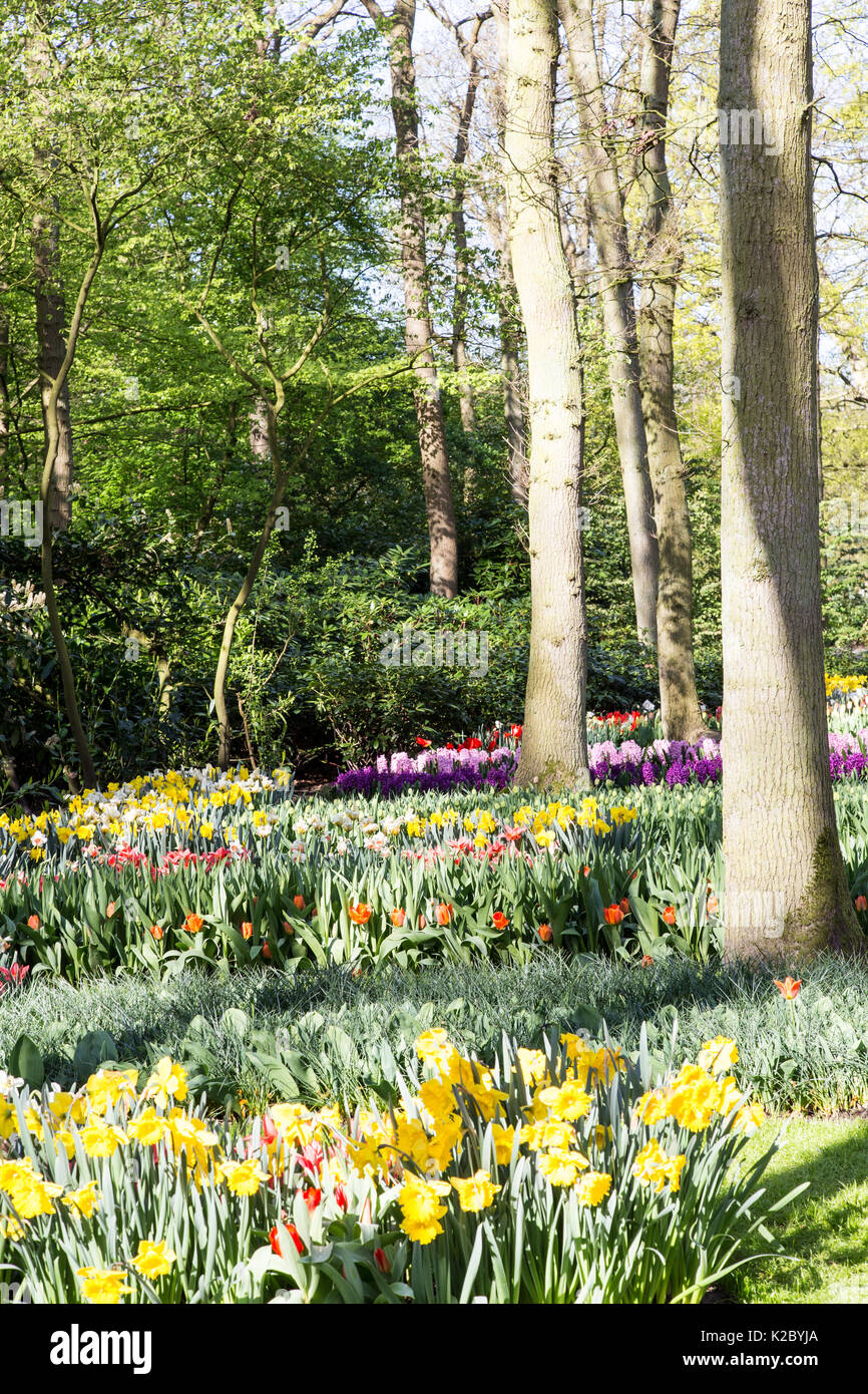 Giardini Keukenhof in Amsterdam, Olanda. Bellissimi i tulipani. Foto Stock