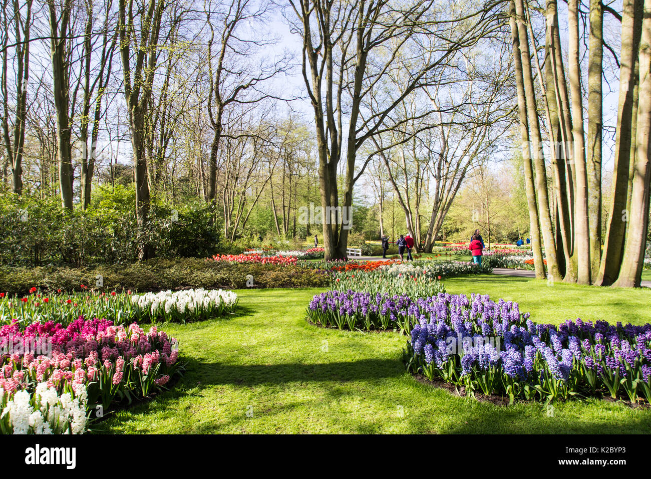 Giardini Keukenhof in Amsterdam, Olanda. Bellissimi i tulipani. Foto Stock