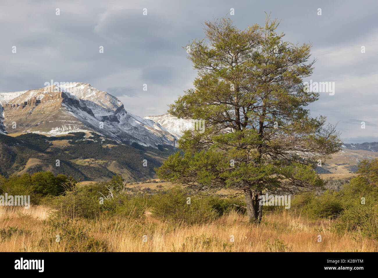 Lenga (Nothofagus pumilio) Parco Nazionale Torres del Paine, Patagonia, Cile, Marzo. Foto Stock