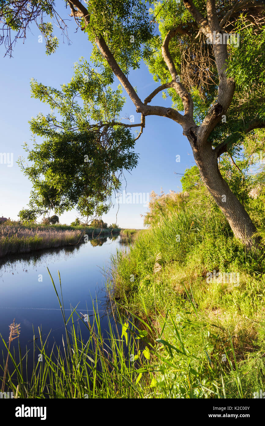 Foce del fiume Gaia. Gaia Fiume Area di interesse naturalistico, Tarragona Catalogna, maggio. Foto Stock