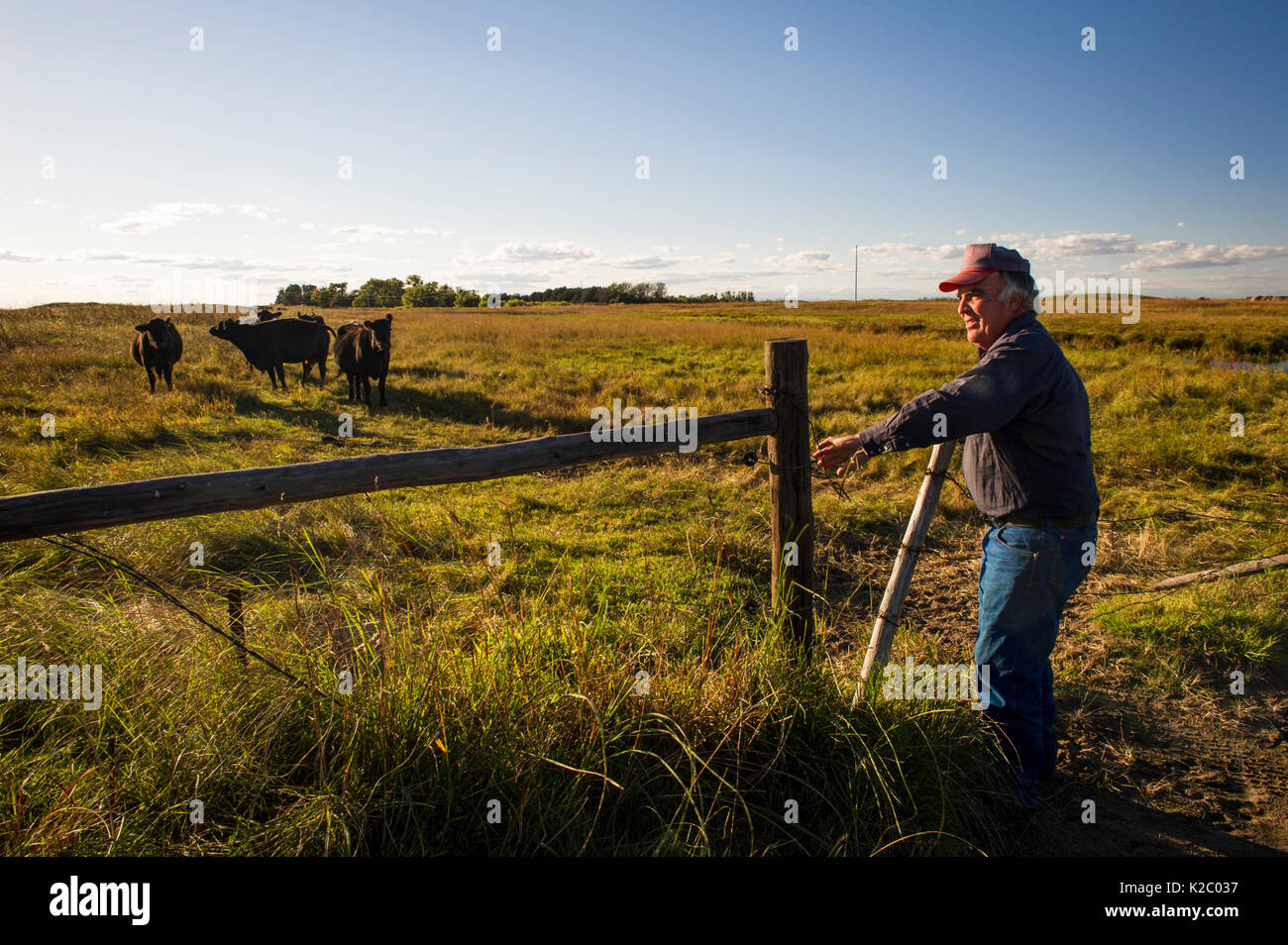 Lynn Ballagh porta di chiusura sul suo ranch di bestiame, Sandhills del Nebraska, Garfield County, Nebraska, Stati Uniti d'America. Foto Stock