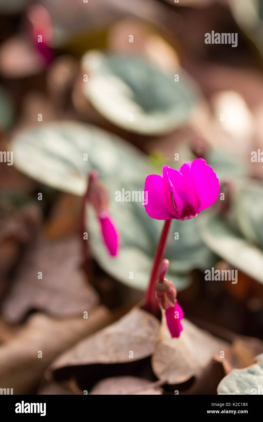 Inizio fiore colore magenta ciclamino crescente nella foresta di close-up, profondità di campo Foto Stock