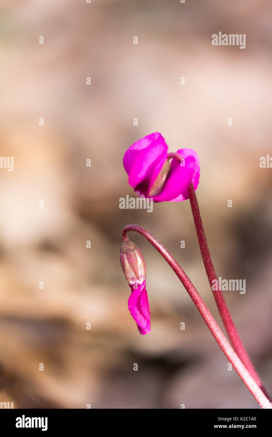 Fiori di Bosco ciclamino colore magenta naturale su sfondo sfocato, profondità di campo, il fuoco selettivo Foto Stock