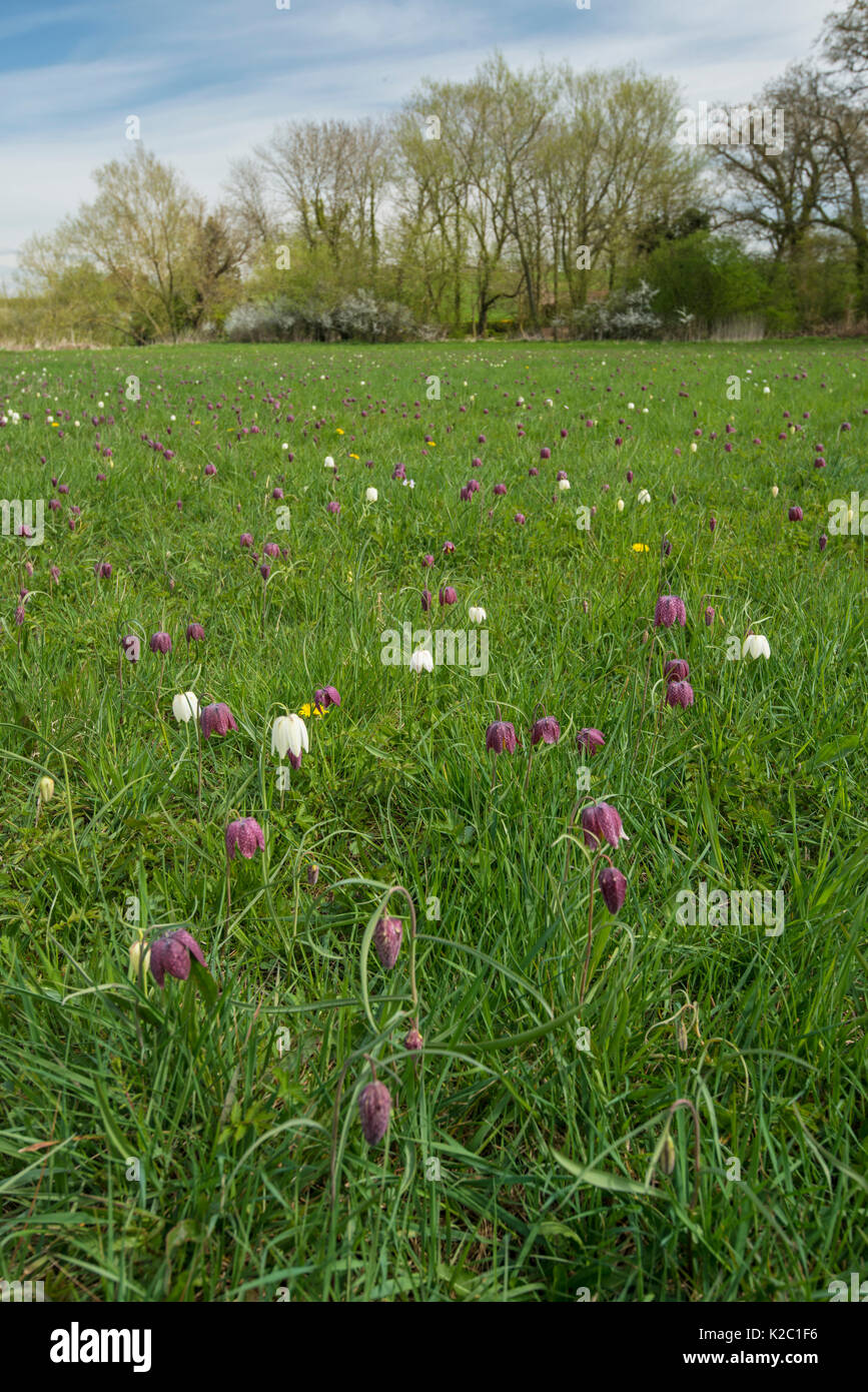 Fritillary Snakeshead (Fritillaria meleagris) fiore nel prato di habitat, Buckinghamshire, Inghilterra, Regno Unito, Aprile. Foto Stock