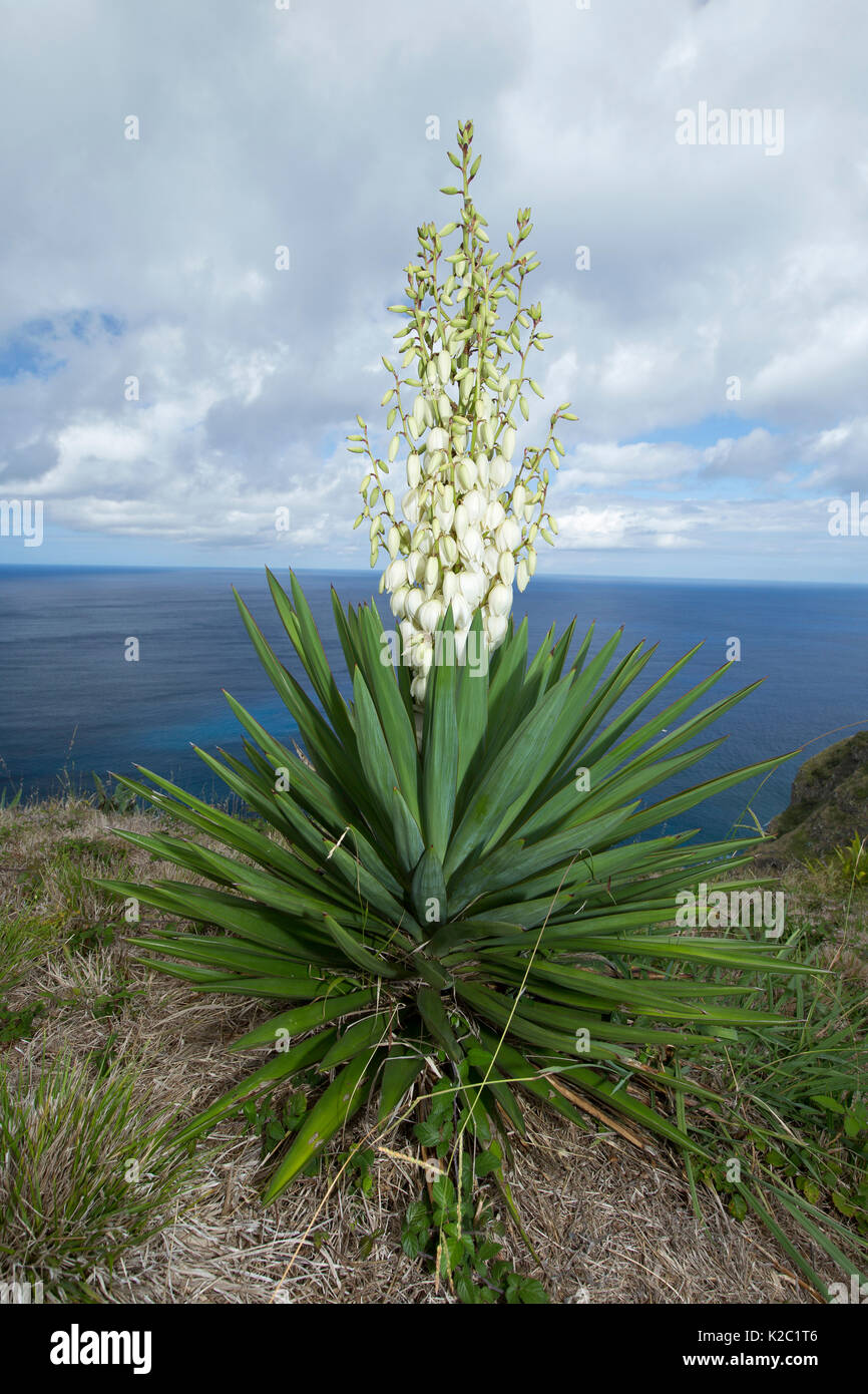 Spagnolo (a baionetta Yucca aloifolia) Santa Maria Island, Azzorre, Oceano Atlantico Foto Stock