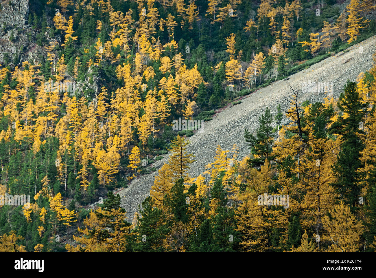 Il larice (Larix siberica) Bosco in autunno, "Orso Bruno costa", Baikalo-Lensky Riserva Naturale Lago Baikal, Siberia, Russia, ottobre 2010. Foto Stock