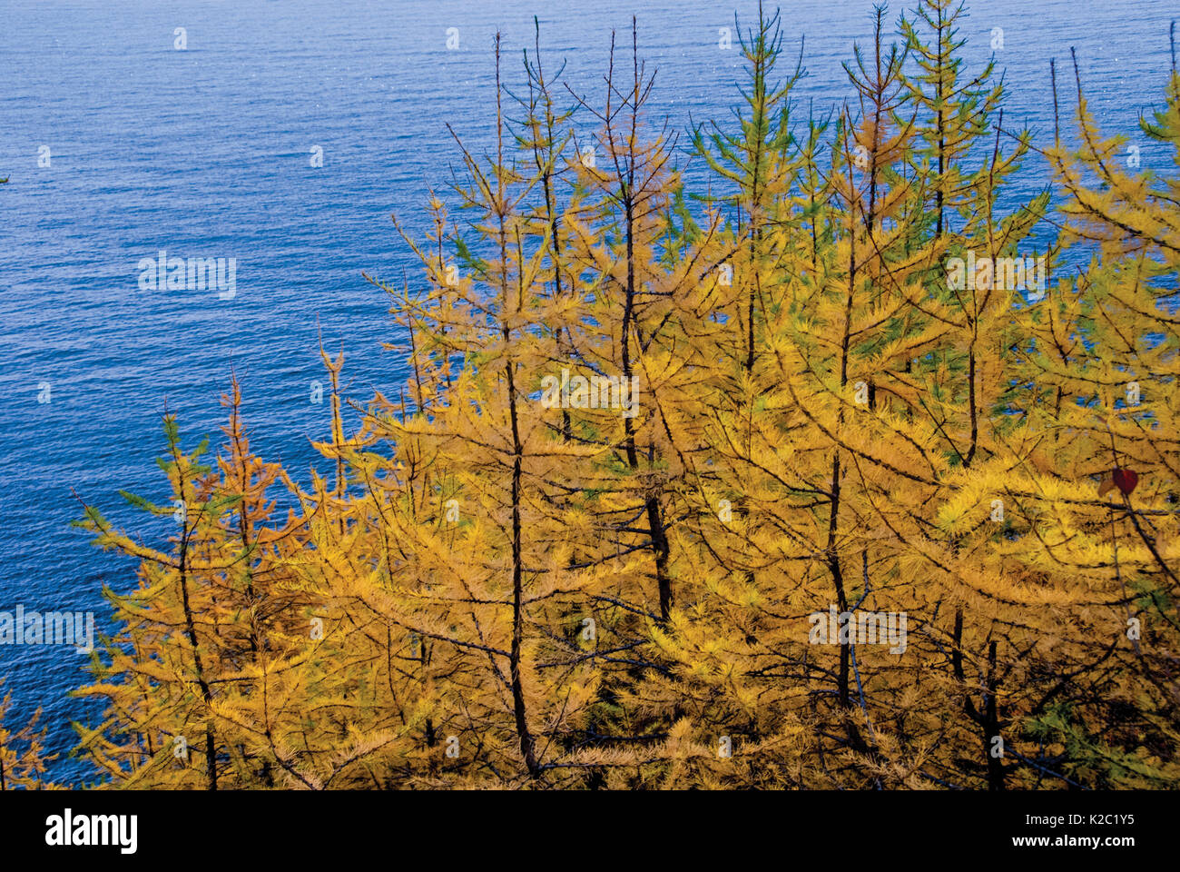 Il larice (Larix sibirica) Bosco in autunno sull'orso bruno Coast' dell'Baikalo-Lensky Riserva Naturale Lago Baikal, Siberia, Russia, Ottobre 2010 Foto Stock