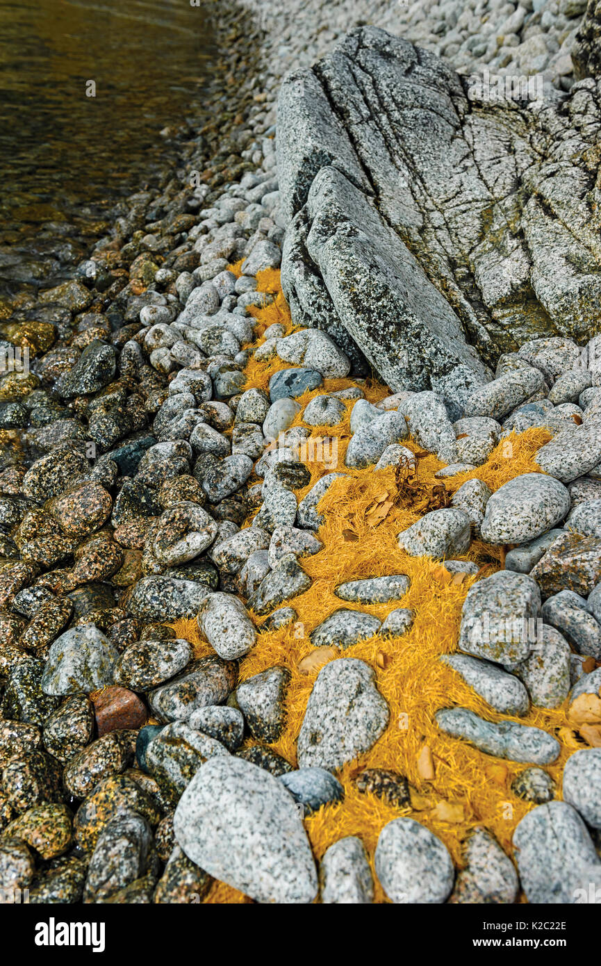 Aghi di larice (Larix sibirica) tree alolng shore, "Orso Bruno costa", Baikalo-Lensky Riserva Naturale Lago Baikal, Siberia, Russia, settembre 2013. Foto Stock