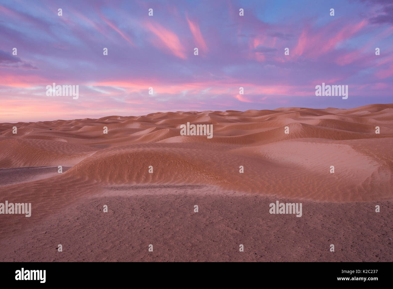 Sunrise Nuvole rosa su dune del deserto dopo la tempesta. Grand Erg orientale, Kebili governatorato. La Tunisia, Gennaio 2013. Foto Stock