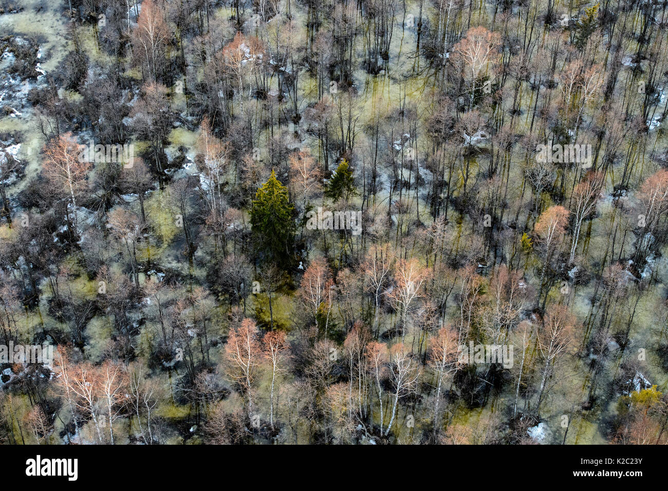 Vista aerea della foresta allagata in Soomaa National Park, Parnumaa County, Estonia, aprile 2013. Foto Stock