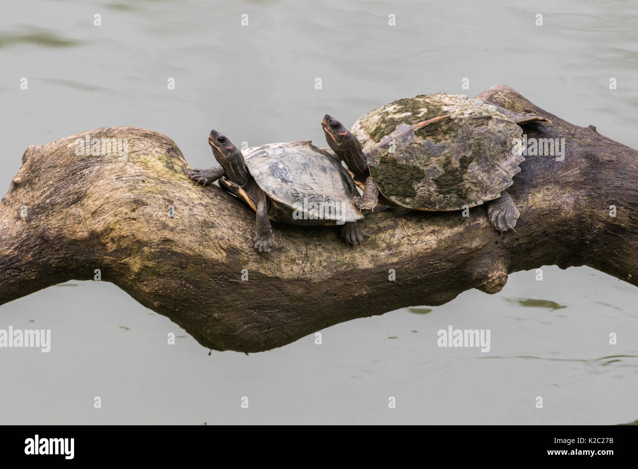 L Assam tartaruga coperto (Pangshura sylhetensis) noto anche come Sylhet tartaruga coperto nel fiume Brahmaputra nel Parco Nazionale di Kaziranga, Assam, India Foto Stock