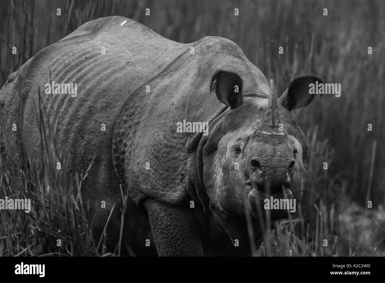 Il rinoceronte indiano (Rhinoceros unicornis) nelle praterie del Parco Nazionale di Kaziranga in Assam, India. Foto Stock