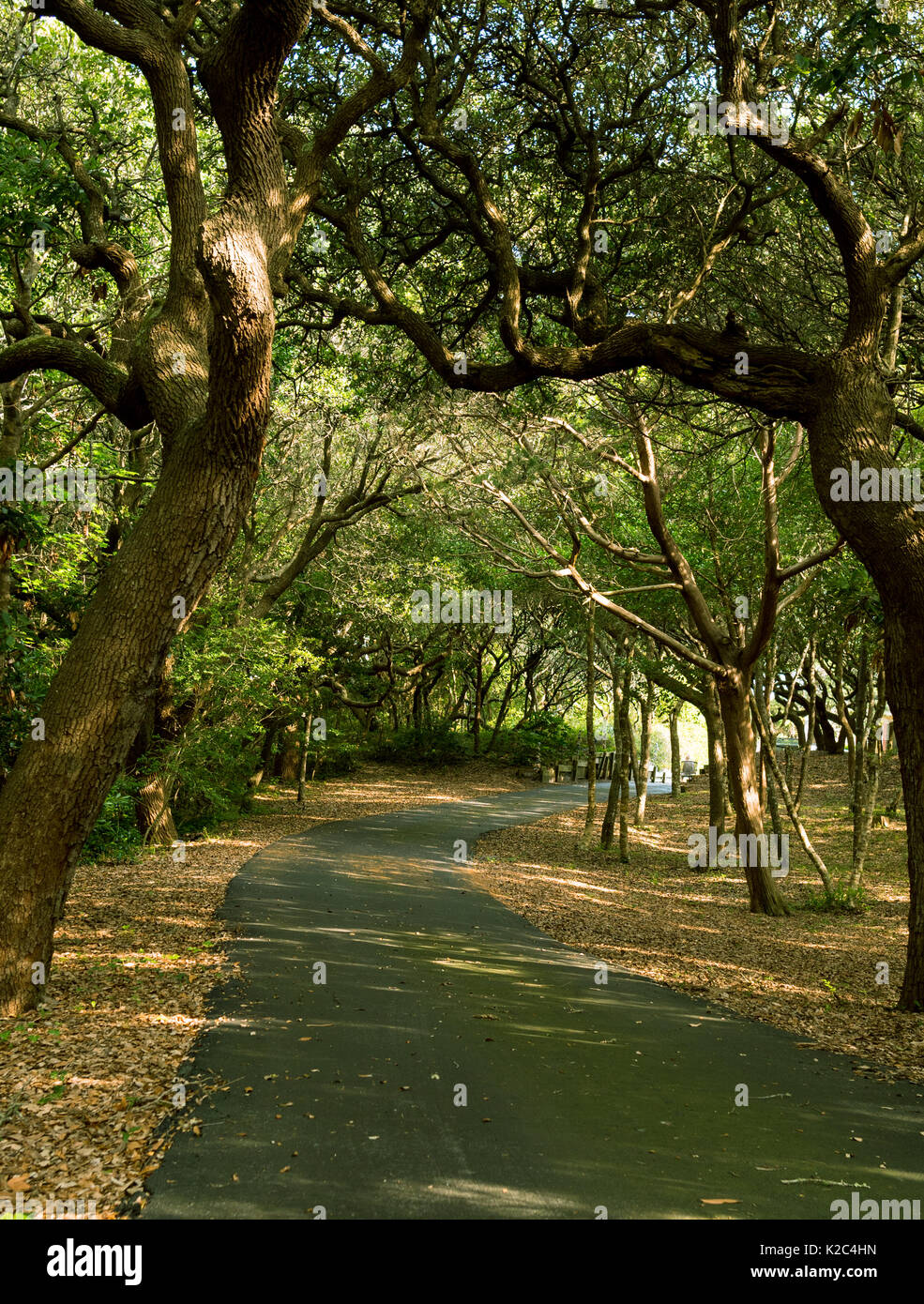 Southern Live Oak Grove oltre il vialetto - vento bruciato Oaks ruotare e piegare rendendo tettoia sull asfalto avvolgimento carraio dalla strada alla casa Emerald Isle NC Foto Stock