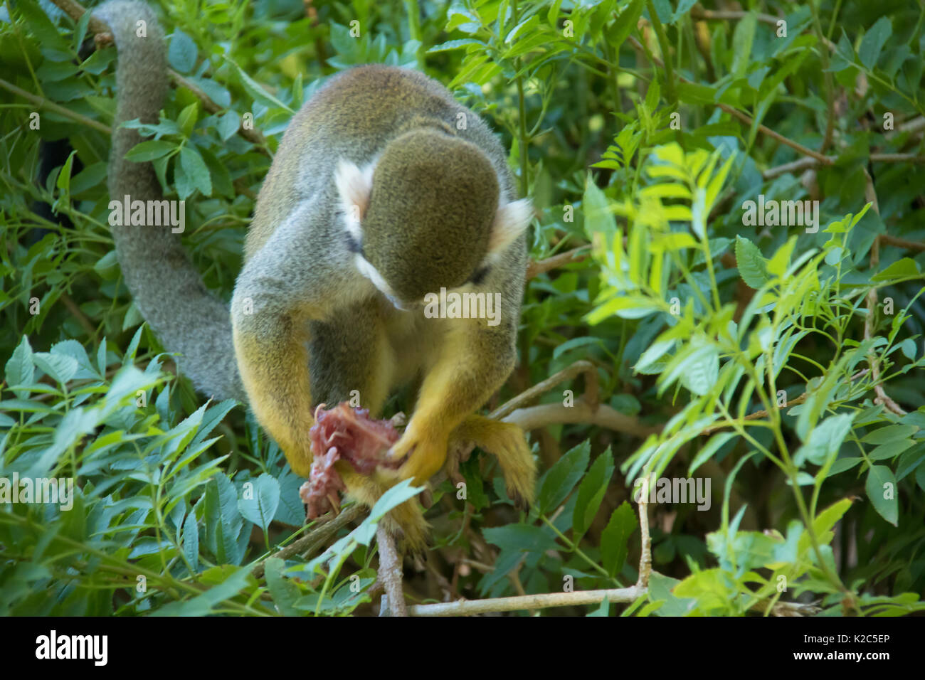 Scimmia di scoiattolo seduto in una boccola guardando giù al fresco piccione ucciso nella sua mano Foto Stock