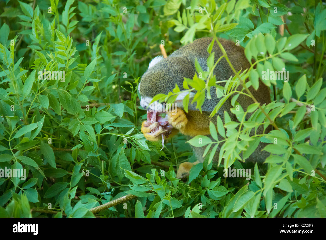 Scimmia di scoiattolo munching su un fresco ucciso Pigeon Foto Stock