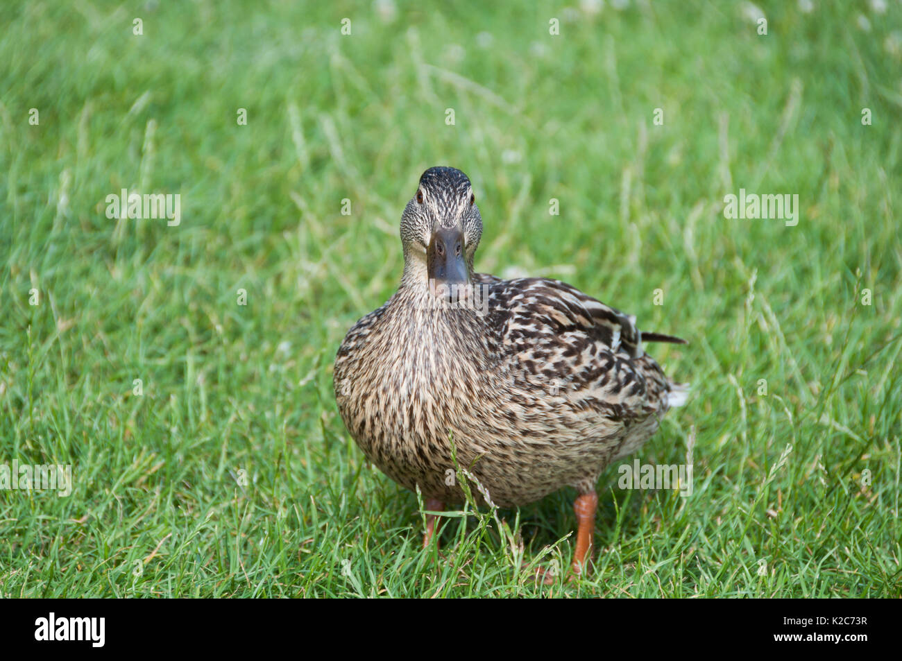 Carino marrone wild duck camminare sull'erba verde all'esterno. Foto Stock
