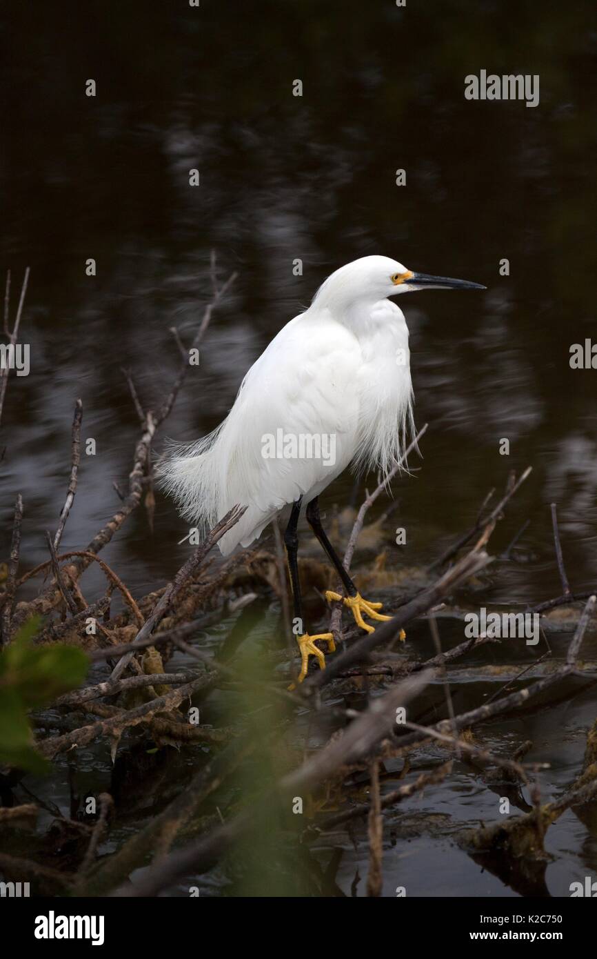 Un Airone nevoso da Merritt Island National Wildlife Refuge posatoi su un ramo in prossimità di una via navigabile al Kennedy Space Center il 3 gennaio 2017 in Merritt Island, Florida. Foto Stock