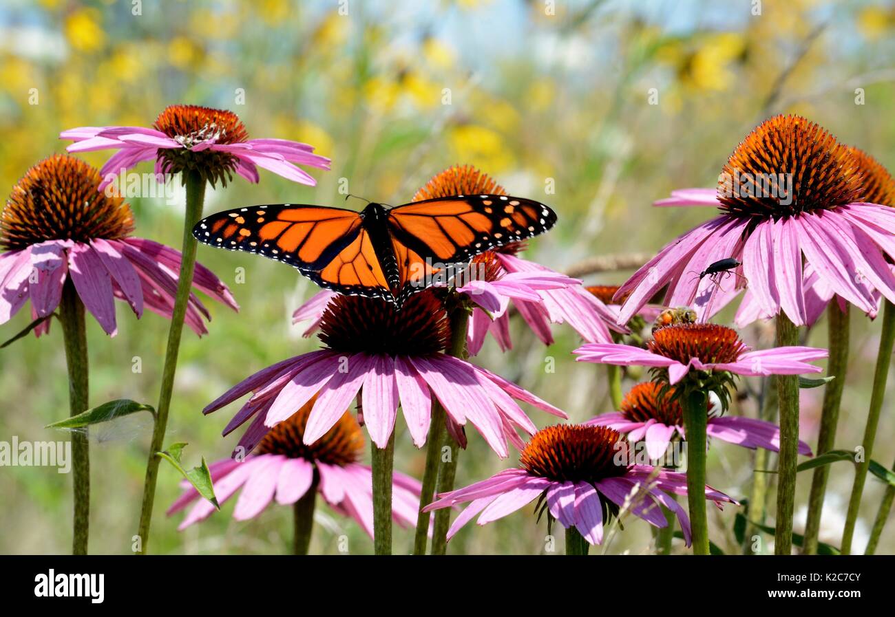 Una farfalla monarca pollinates un viola coneflower presso il fiume di acero gioco Stato Santuario Agosto 5, 2017 in Ashley, Michigan. Foto Stock