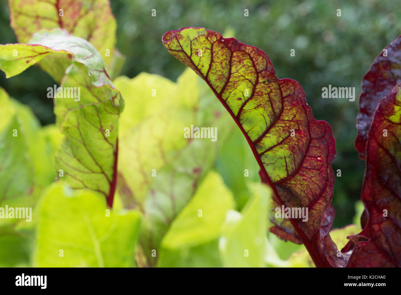 Beta vulgaris. I giovani Svizzeri chard 'luci luminose' in una patch vegetale Foto Stock