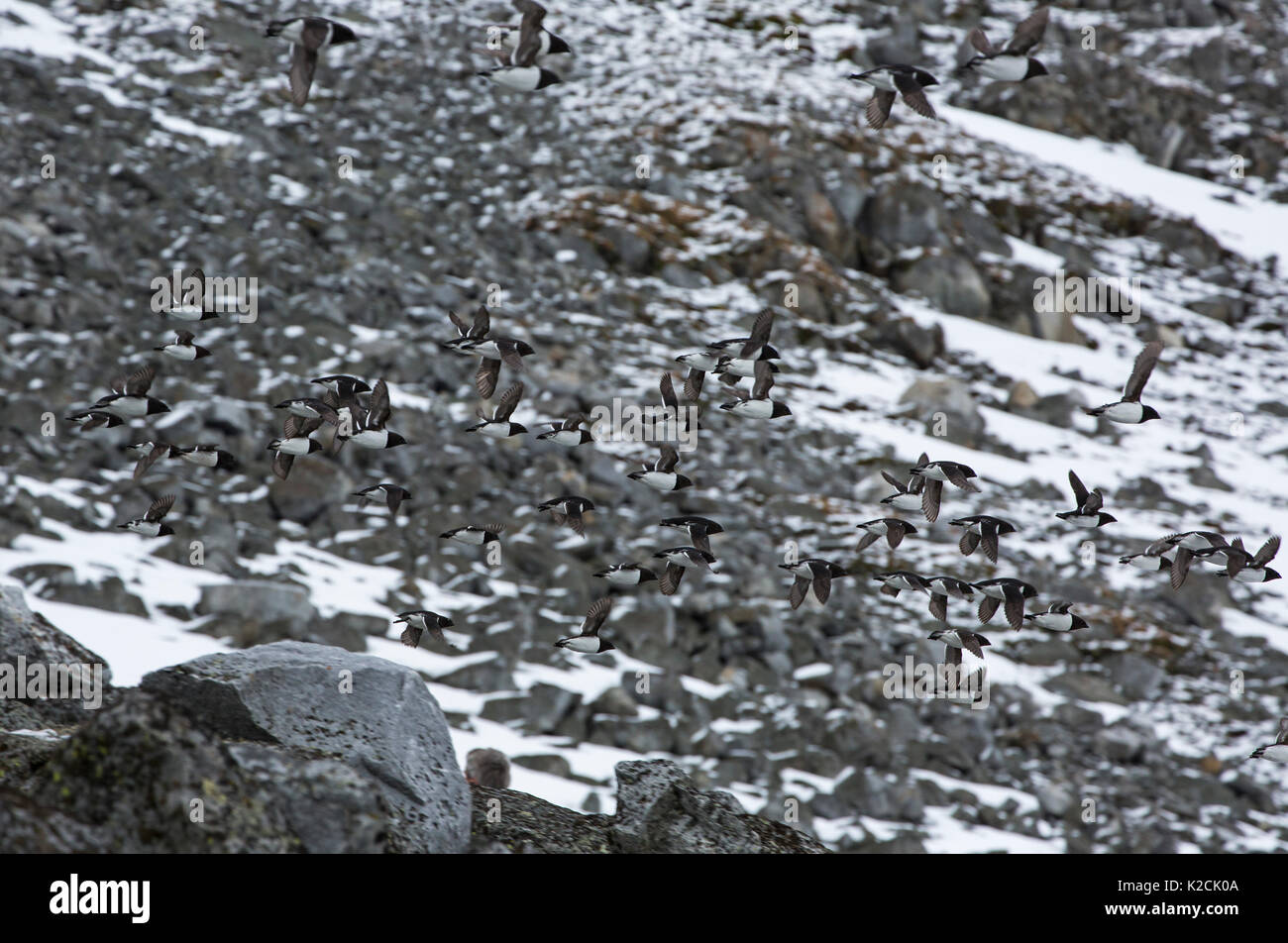 Poco Auks, Alle alle, gregge volando sul ghiaione piste a colonia di allevamento. Presa in giugno, Magdalenefjord, Spitsbergen, Svalbard, Norvegia Foto Stock