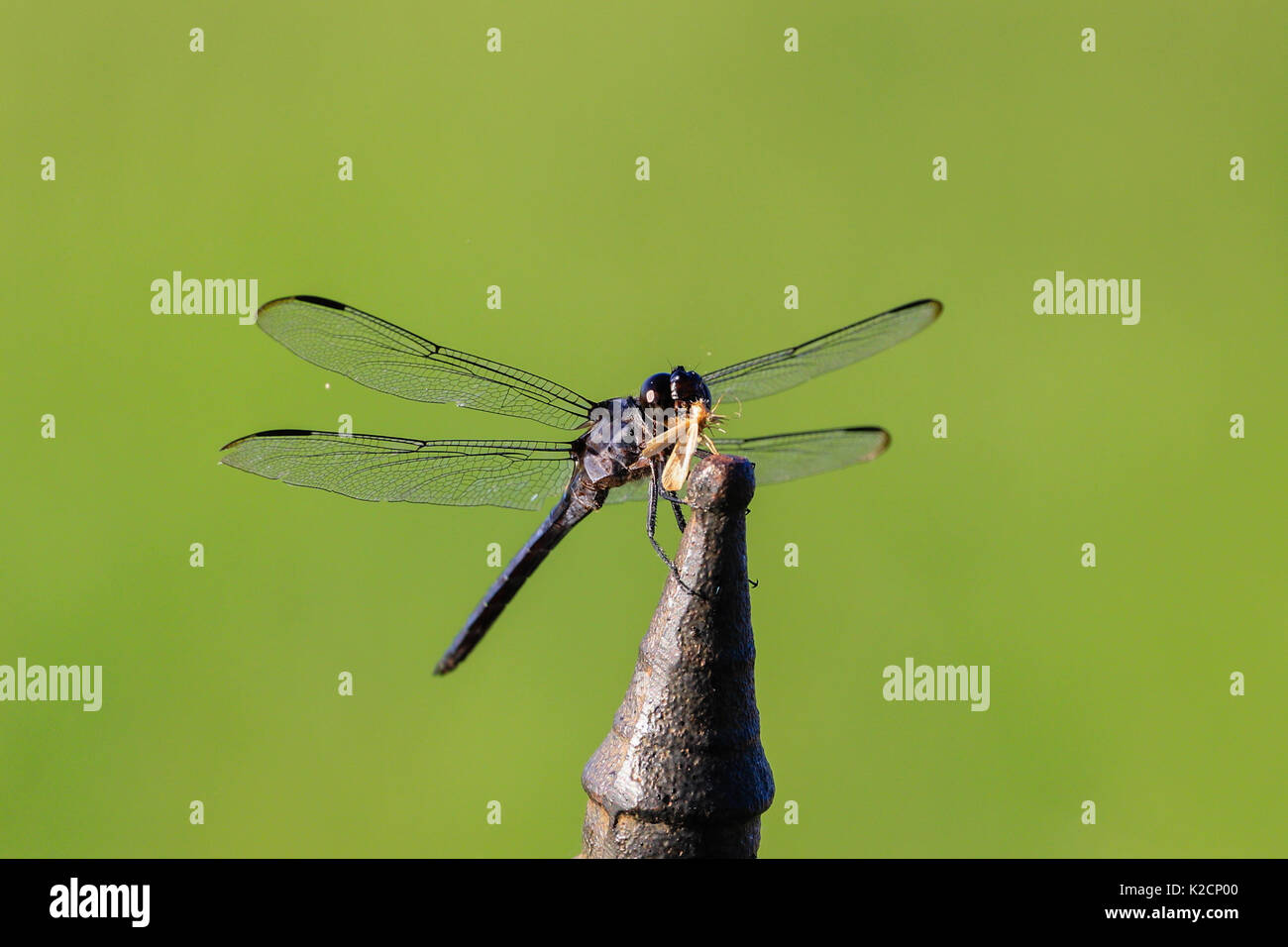 In alto di vedere da vicino una libellula mangiare un altro insetto Foto Stock