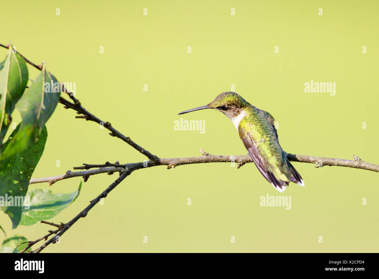 Il retro di una femmina di Ruby-Throated Hummingbird guardando a sinistra e leggermente in basso appollaiato su un ramo con foglie colpo da dietro. Foto Stock
