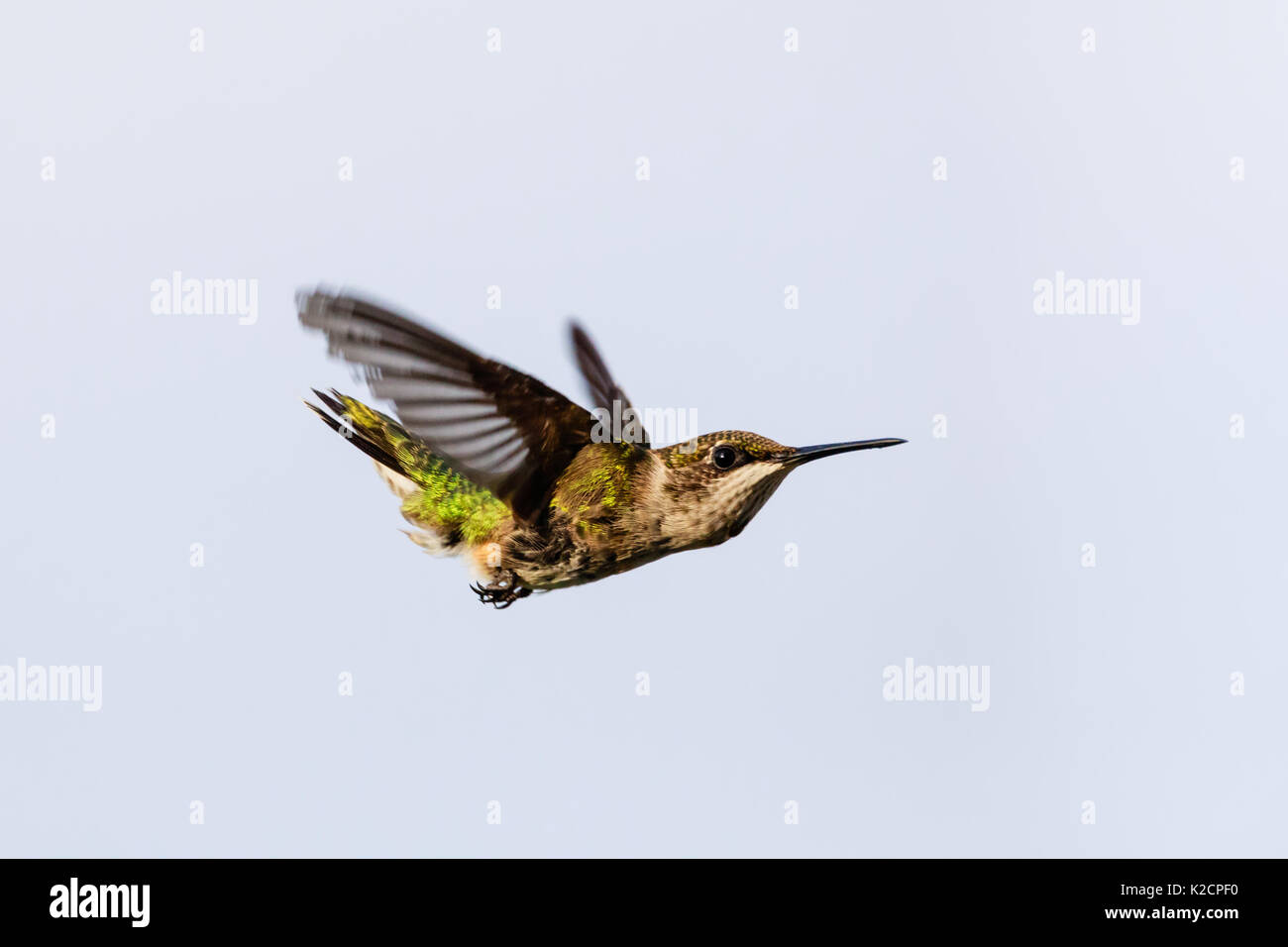 Femmina di Ruby-throated hummingbird, archilochus colubris, in un tuffo a procurarsi il cibo, preso dal suo lato destro leggermente avanti e al di sotto di Foto Stock