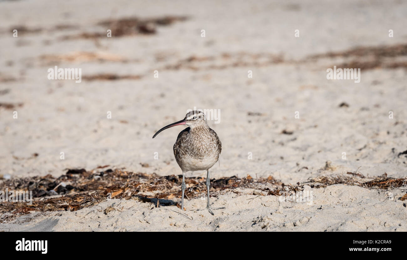 Uccello sulla spiaggia, Whimbrel, shore bird Foto Stock
