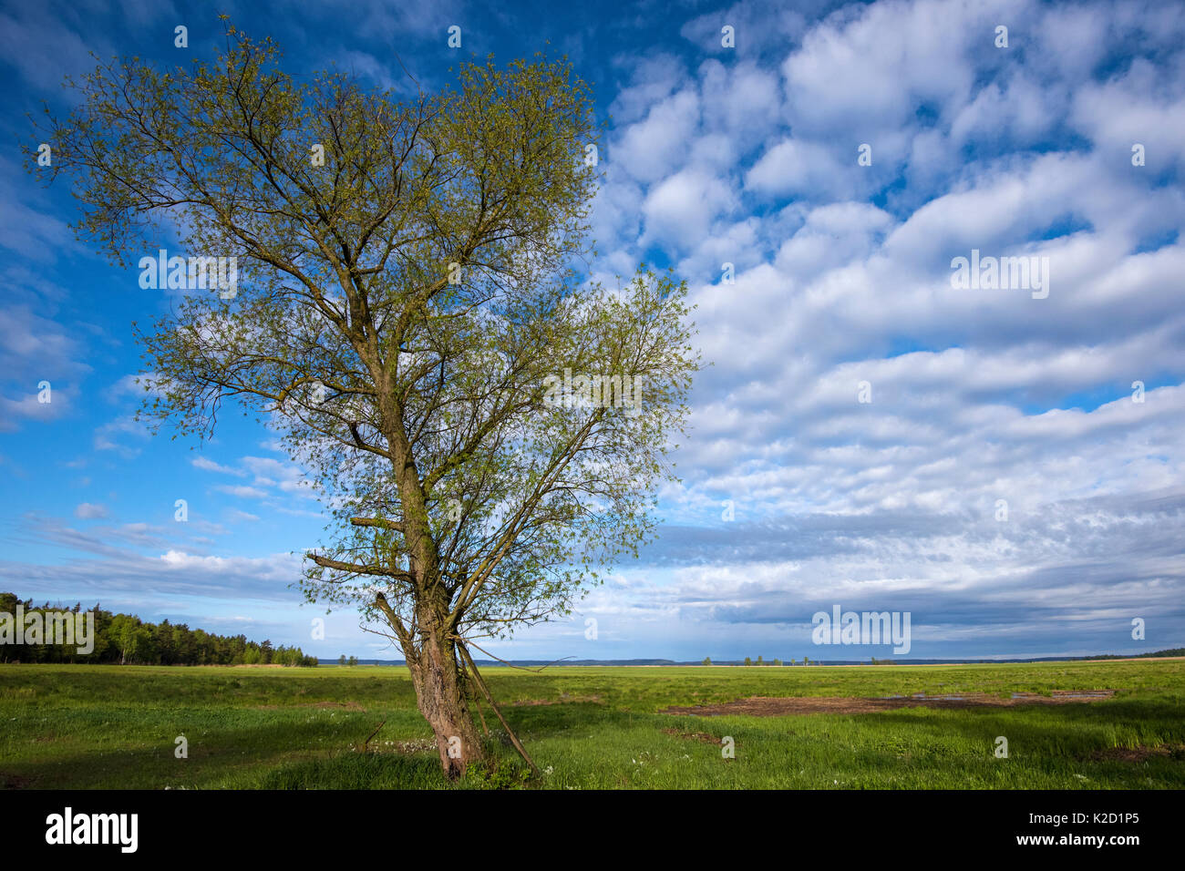Willow Tree (Salix sp) in zone umide, Nemunas River Delta, Lituania, maggio. Foto Stock