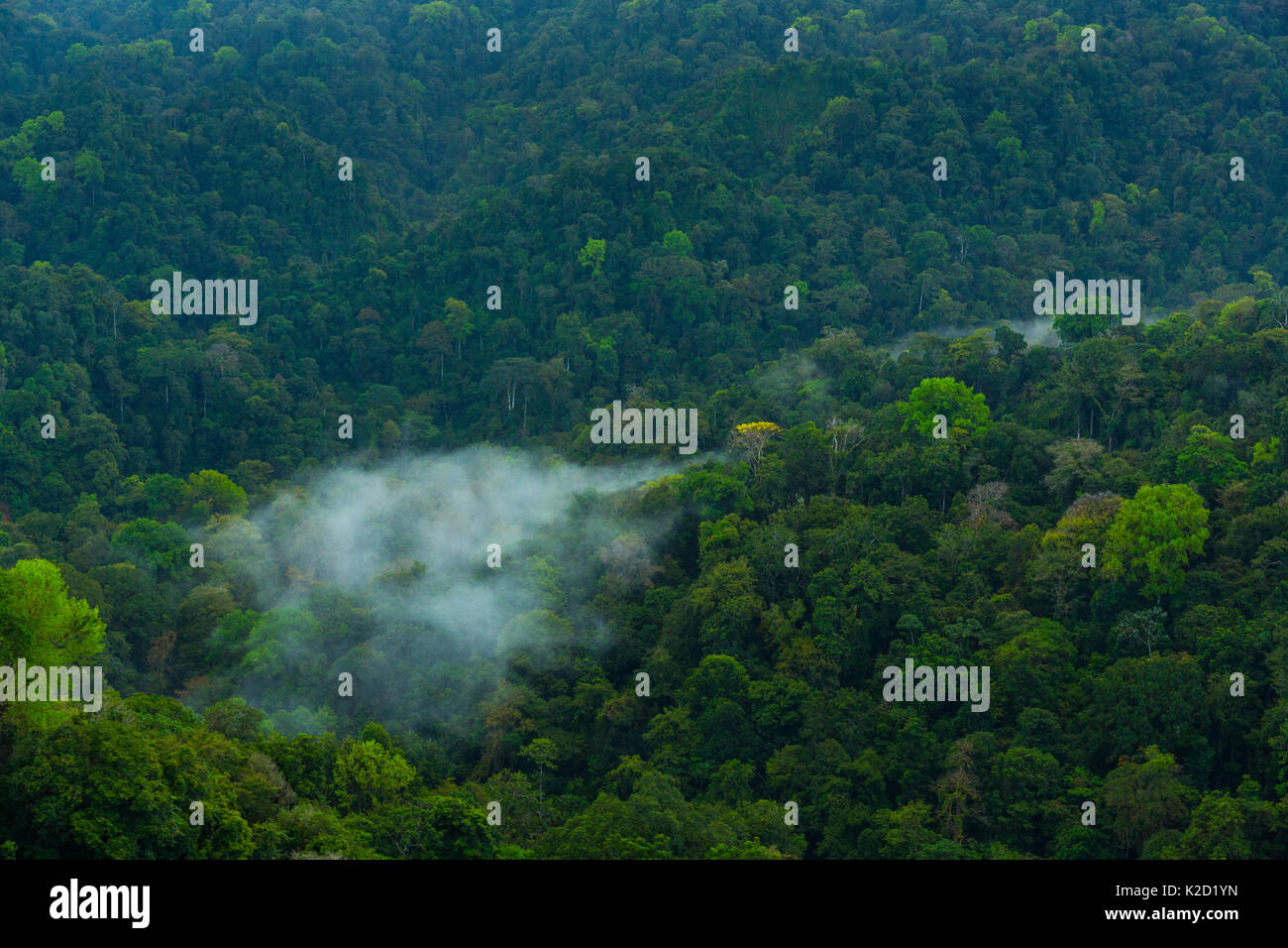 Parco Nazionale di Corcovado, Osa Peninsula, Puntarenas Provincia, Costa Rica. Foto Stock