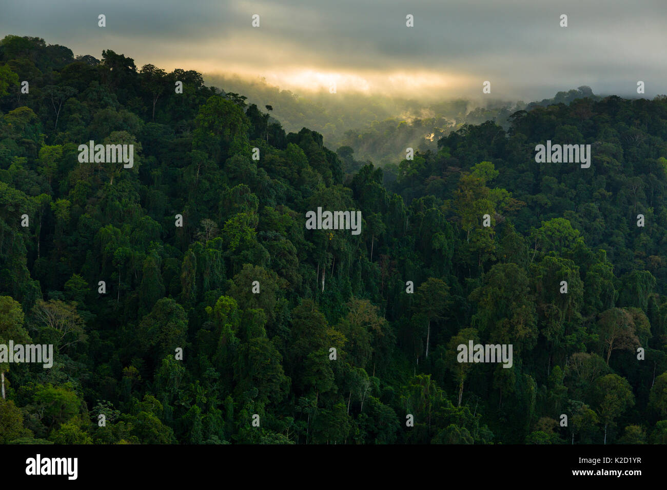 Parco Nazionale di Corcovado, Osa Peninsula, Puntarenas Provincia, Costa Rica. Foto Stock