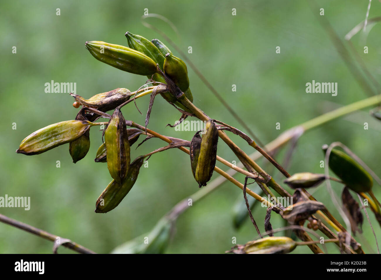 Nella tarda estate del seme di pods di la bandiera gialla, iris Iris pseudacorus Foto Stock