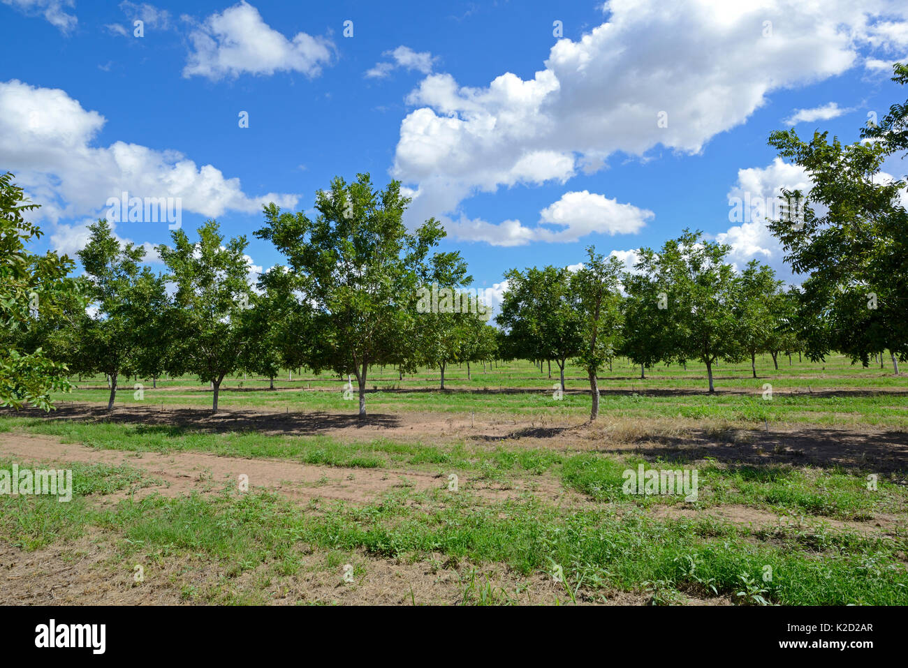 Piantagione di alberi di pistacchio (Pistacia vera) nel deserto vicino a San Simone. Arizona, USA, settembre 2013. Foto Stock