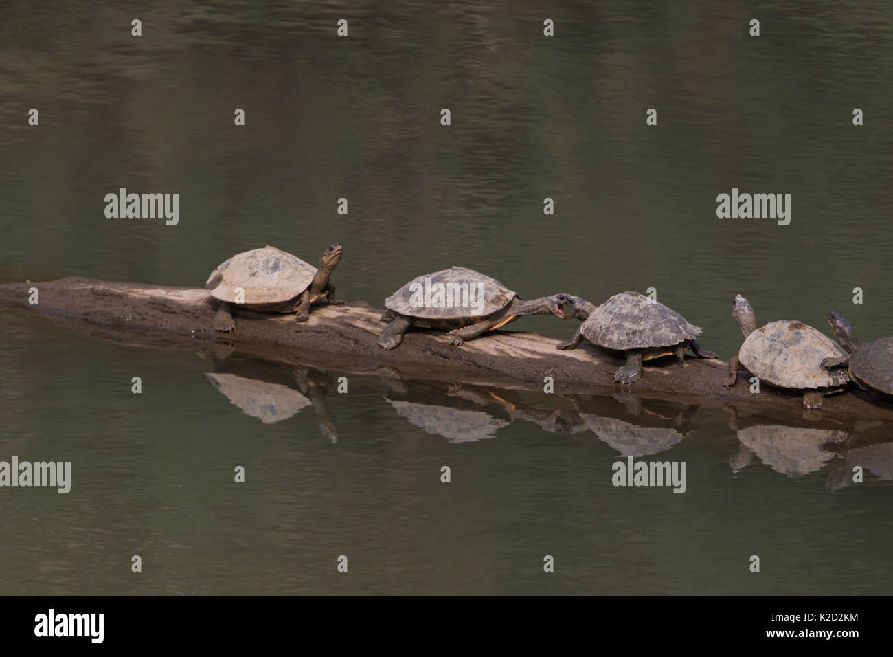 L Assam tartaruga coperto (Pangshura sylhetensis) noto anche come Sylhet tartaruga coperto nel fiume Brahmaputra nel Parco Nazionale di Kaziranga, Assam, India Foto Stock