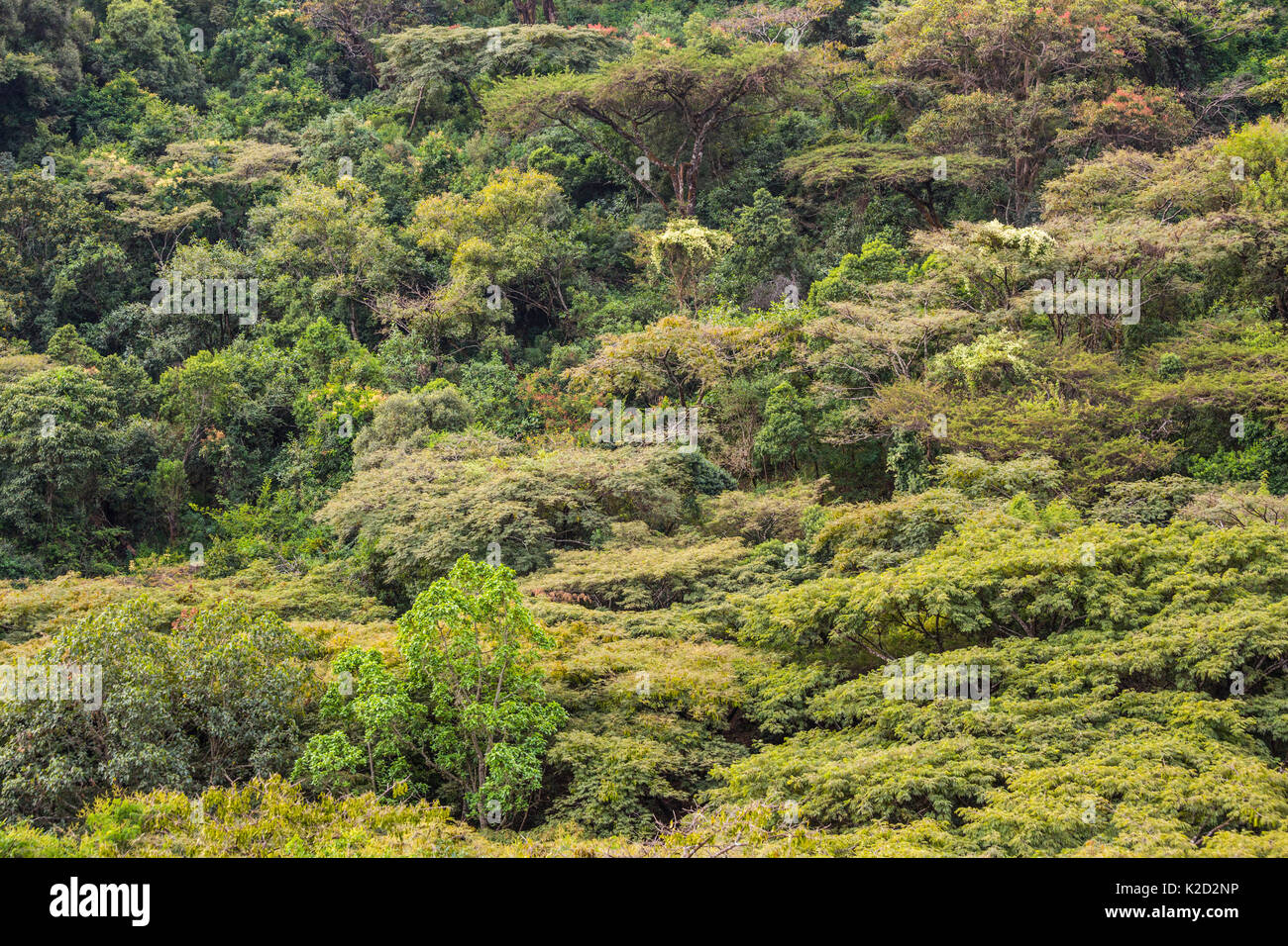 "Chiesa foresta', area di foresta antica, conservate dai sacerdoti della Chiesa Ortodossa Tewahedo Etiope Tara Gedam, Lago Tana Riserva della Biosfera, Etiopia. Dicembre 2013. Foto Stock