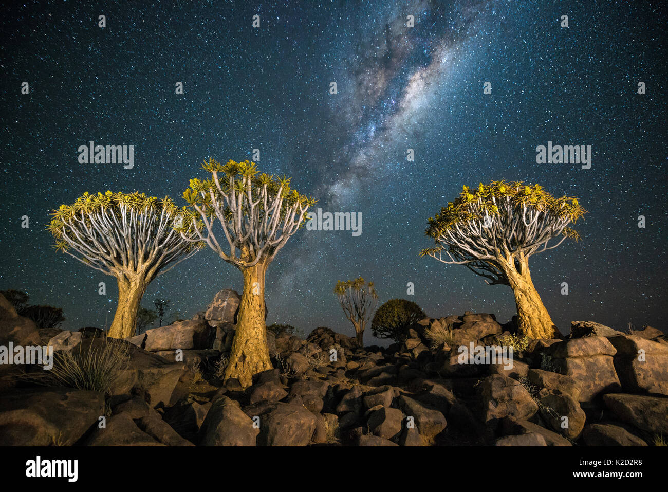 Per Quiver tree forest (Aloe dichotoma) durante la notte con le stelle e la via lattea, Keetmanshoop, Namibia. Foto Stock