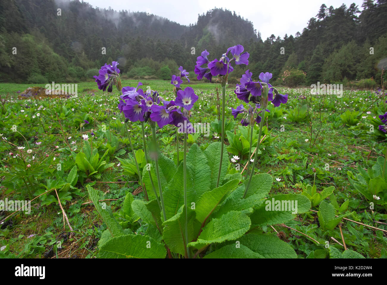 Moonlight primula (Primula alpicola), il Monte Namjagbarwa, Yarlung Zangbo Parco Nazionale del Grand Canyon, Tibet, Cina. Foto Stock