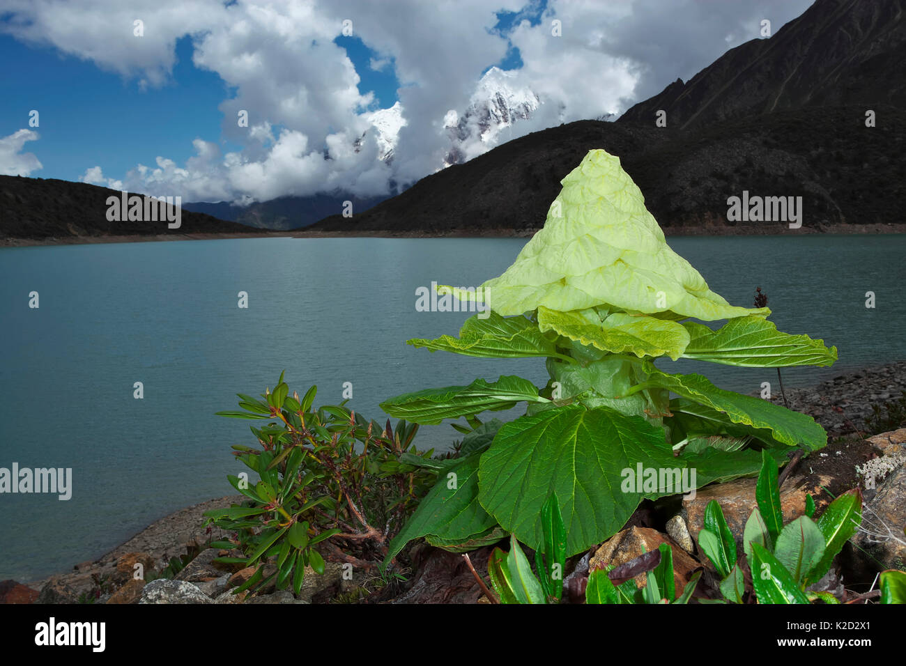 Nobile rabarbaro (Rheum nobile), Monte Namjagbarwa, Yarlung Zangbo Parco Nazionale del Grand Canyon, Tibet, Cina. Foto Stock