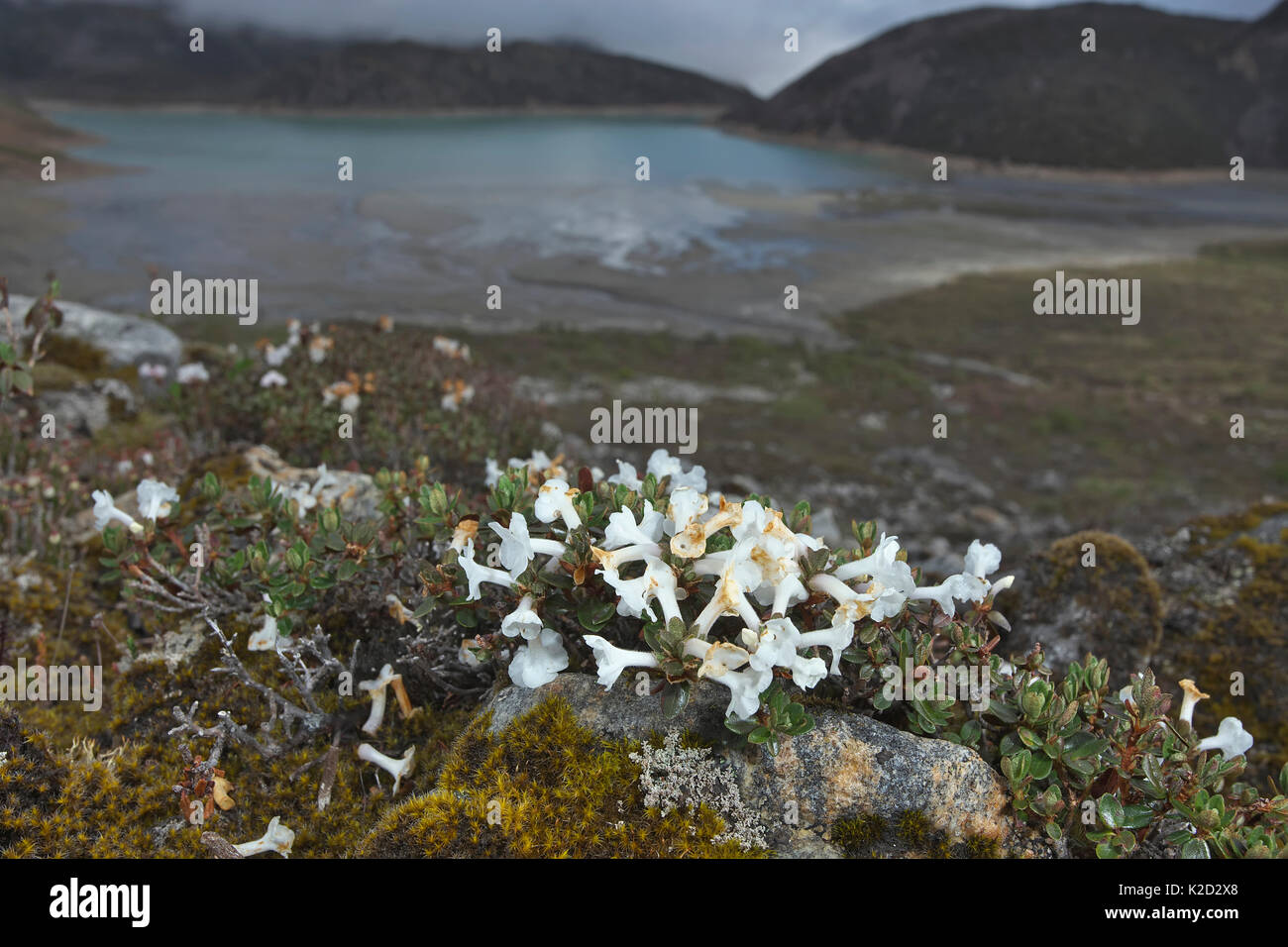 Fioritura delle piante (Diapensia himalaica), il Monte Namjagbarwa, Yarlung Zangbo Parco Nazionale del Grand Canyon, Tibet, Cina. Foto Stock