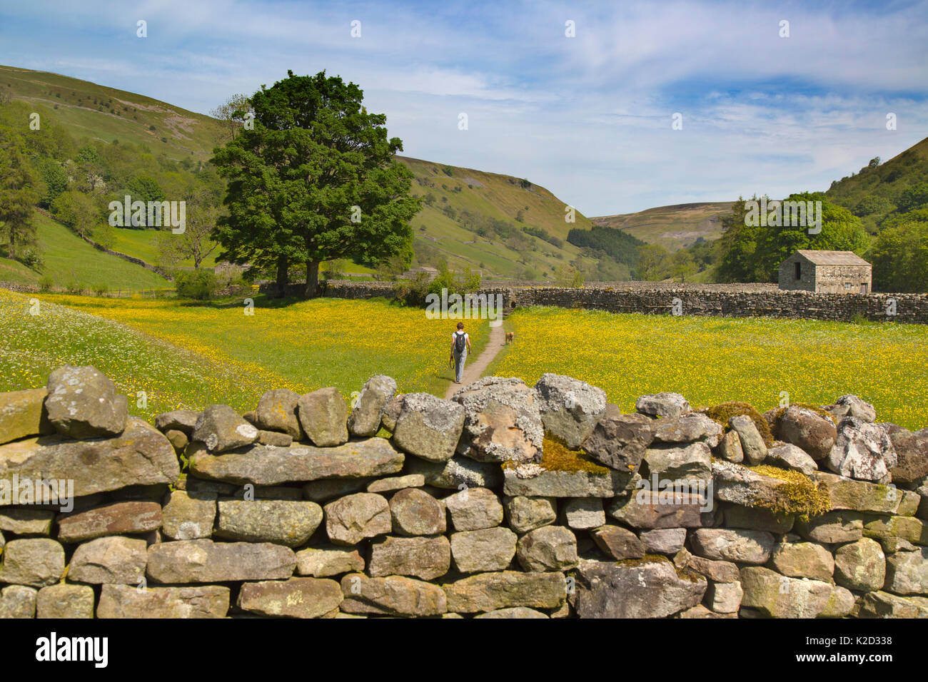 Il fieno dei prati e fienili in campo con renoncules e muri in pietra a secco, Swaledale, vicino al villaggio di Muker Yorkshire, Inghilterra, Regno Unito, Giugno 2015. Foto Stock