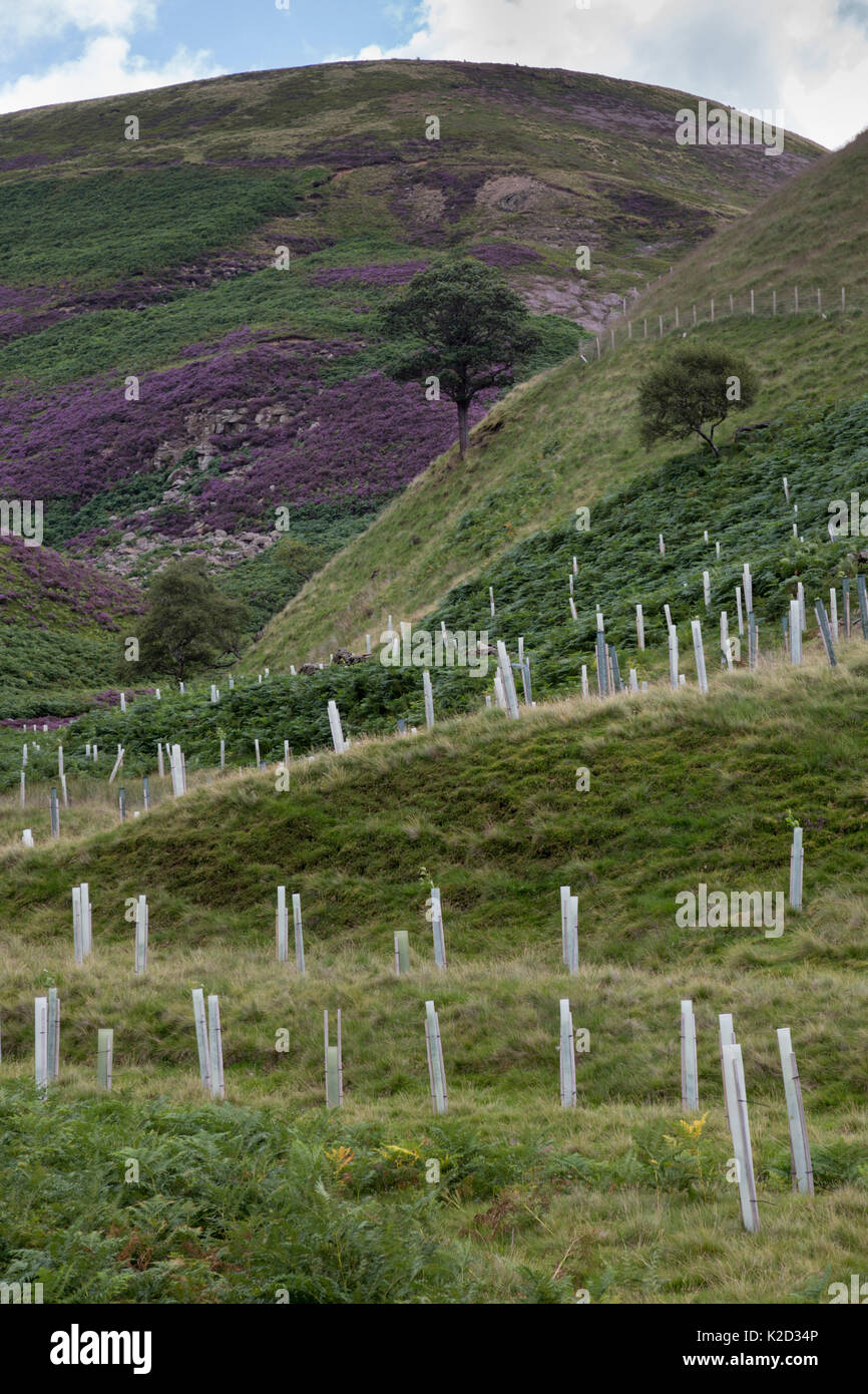 Nativo di piantagione di alberi in mirtillo palustre Clough, Howden Mori. Parco Nazionale di Peak District, Derbyshire, Regno Unito. Agosto 2015. Foto Stock