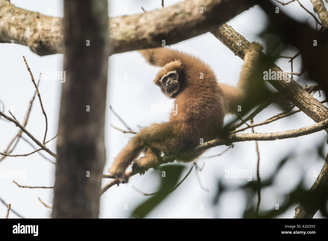 La western hoolock gibbon (Hoolock hoolock) su alberi in Hoollongapar gibbone Santuario nei pressi di Kaziranga in Assam. Foto Stock