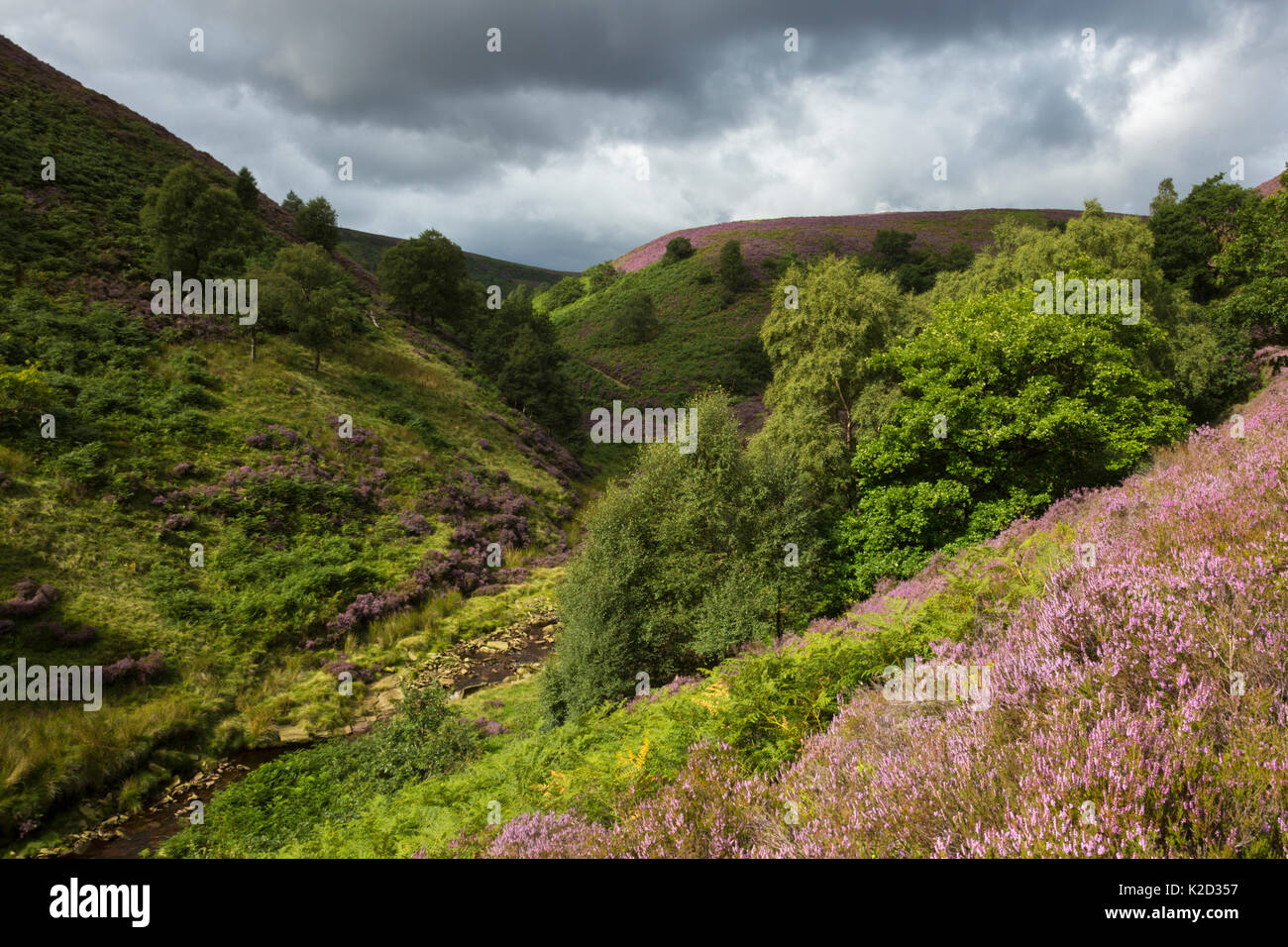 Banca quercino sopra il fiume Derwent. Questo è un esempio di clough woodland, ripide facciate bosco a bordo di aprire la brughiera. Clough bosco è diventato sempre più frammentato nel corso degli anni, che ha un impatto sulla biodiversità e portando alla erosione del suolo che di volta in volta gli effetti della qualità dell'acqua. Howden Mori, il Parco Nazionale di Peak District, Derbyshire, Regno Unito. Agosto 2015. Foto Stock